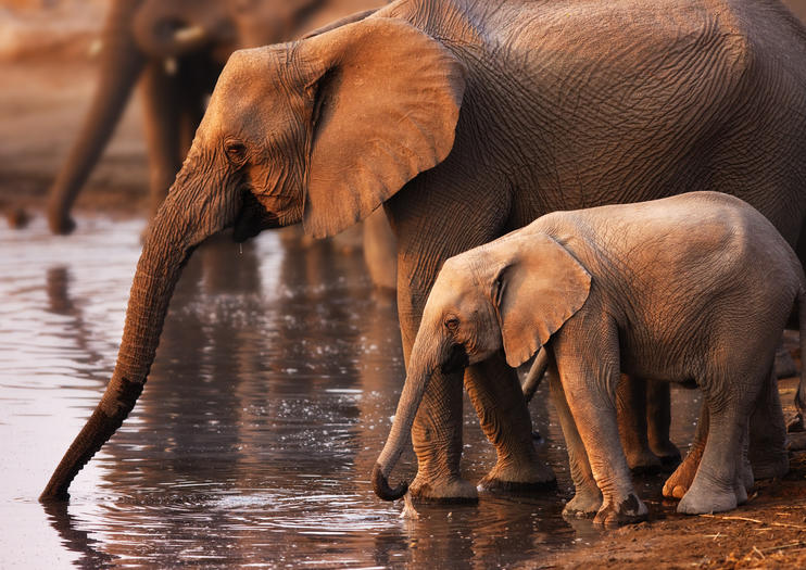 Parc national des éléphants Addo
